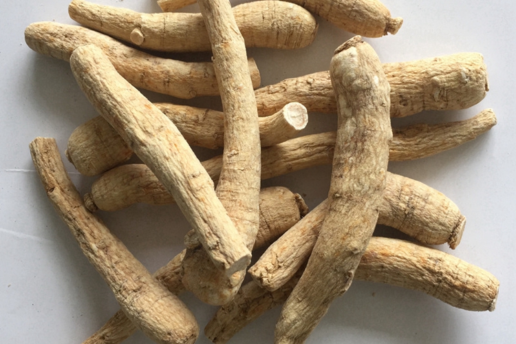 西洋参药物形态图