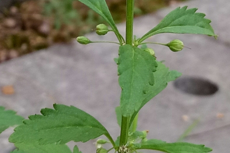 冰糖草植株图 冰糖草植株图