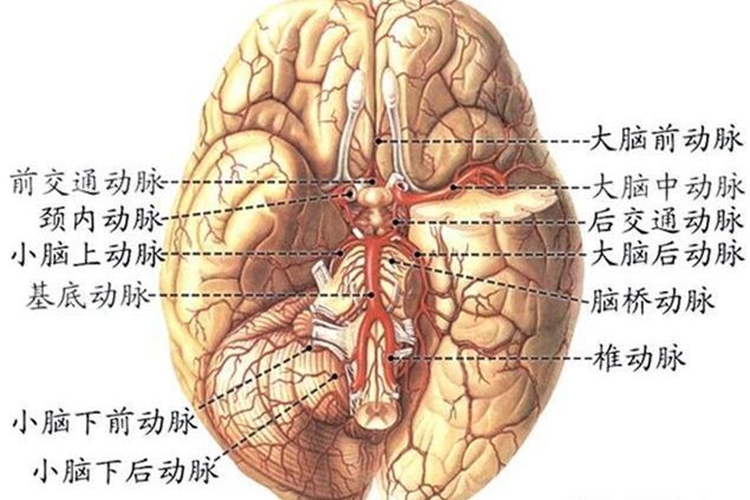 颅内动脉解剖图（颅底）