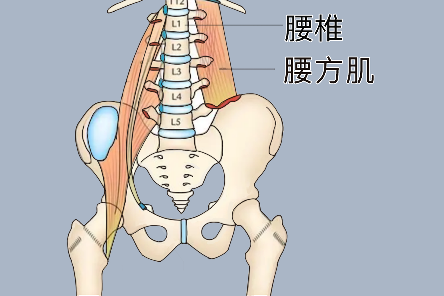 腰方肌在哪个位置图片图片