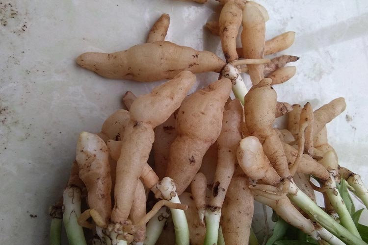 肾经草药材图 肾经草药材图