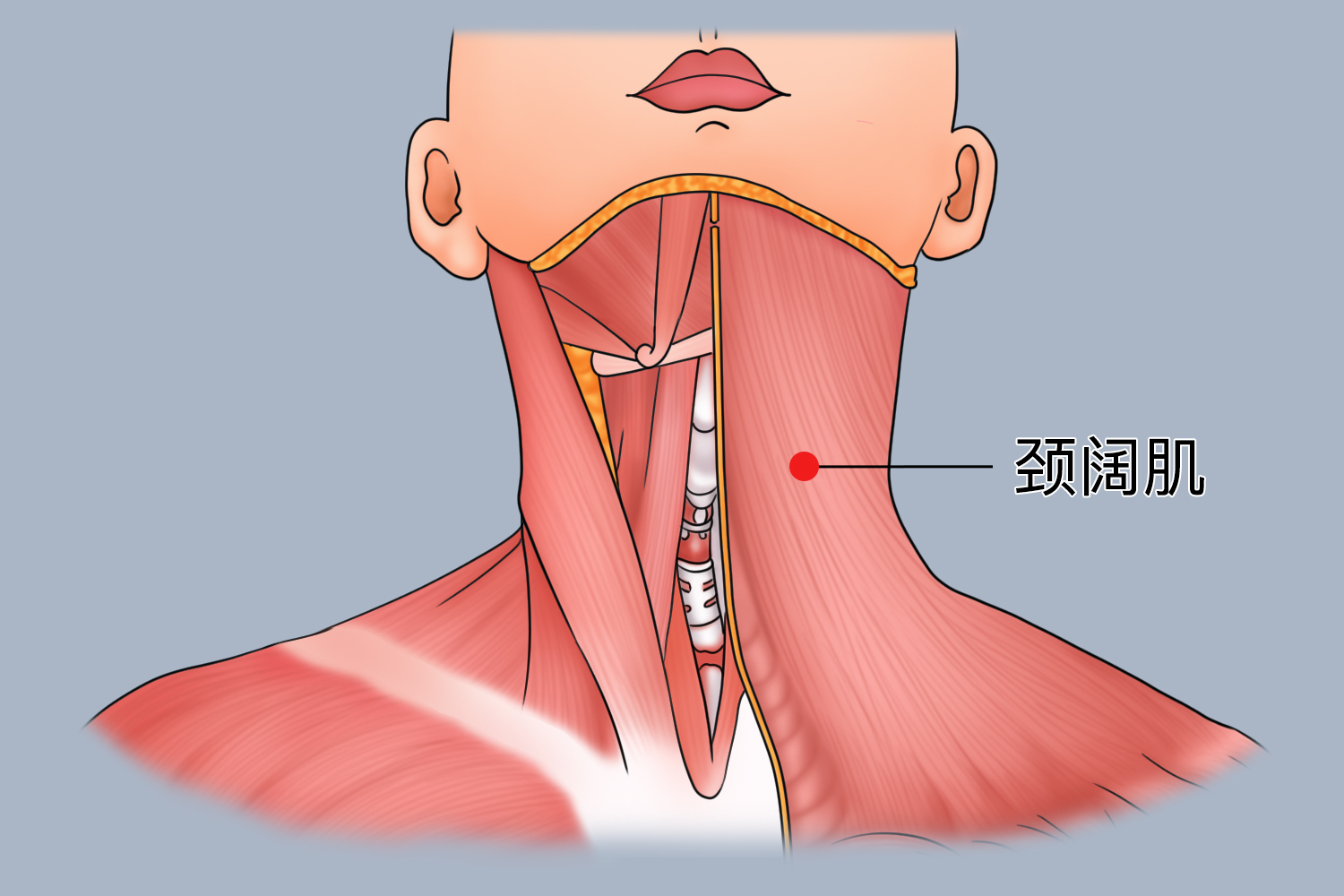 颈阔肌的位置图片