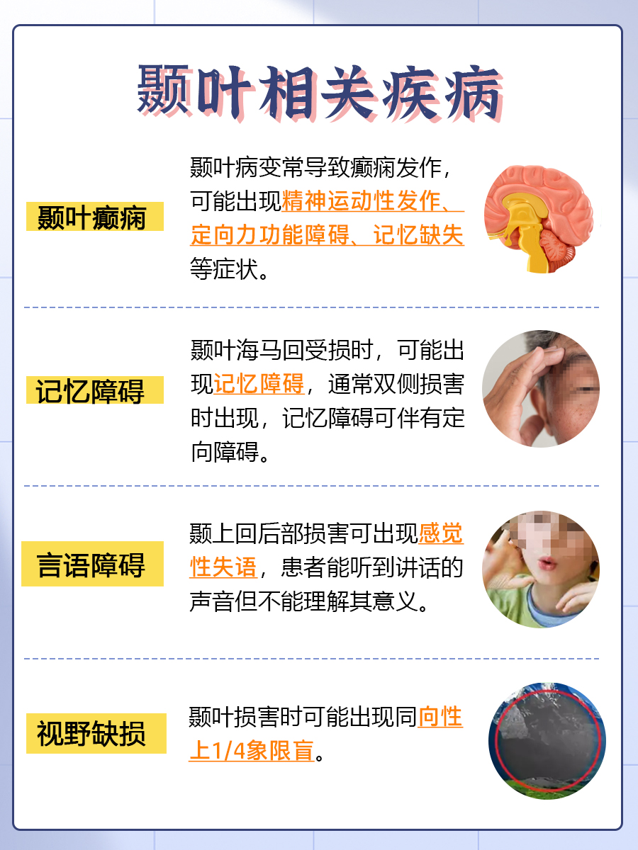 颞叶：医生都想让你知道的大脑关键区域