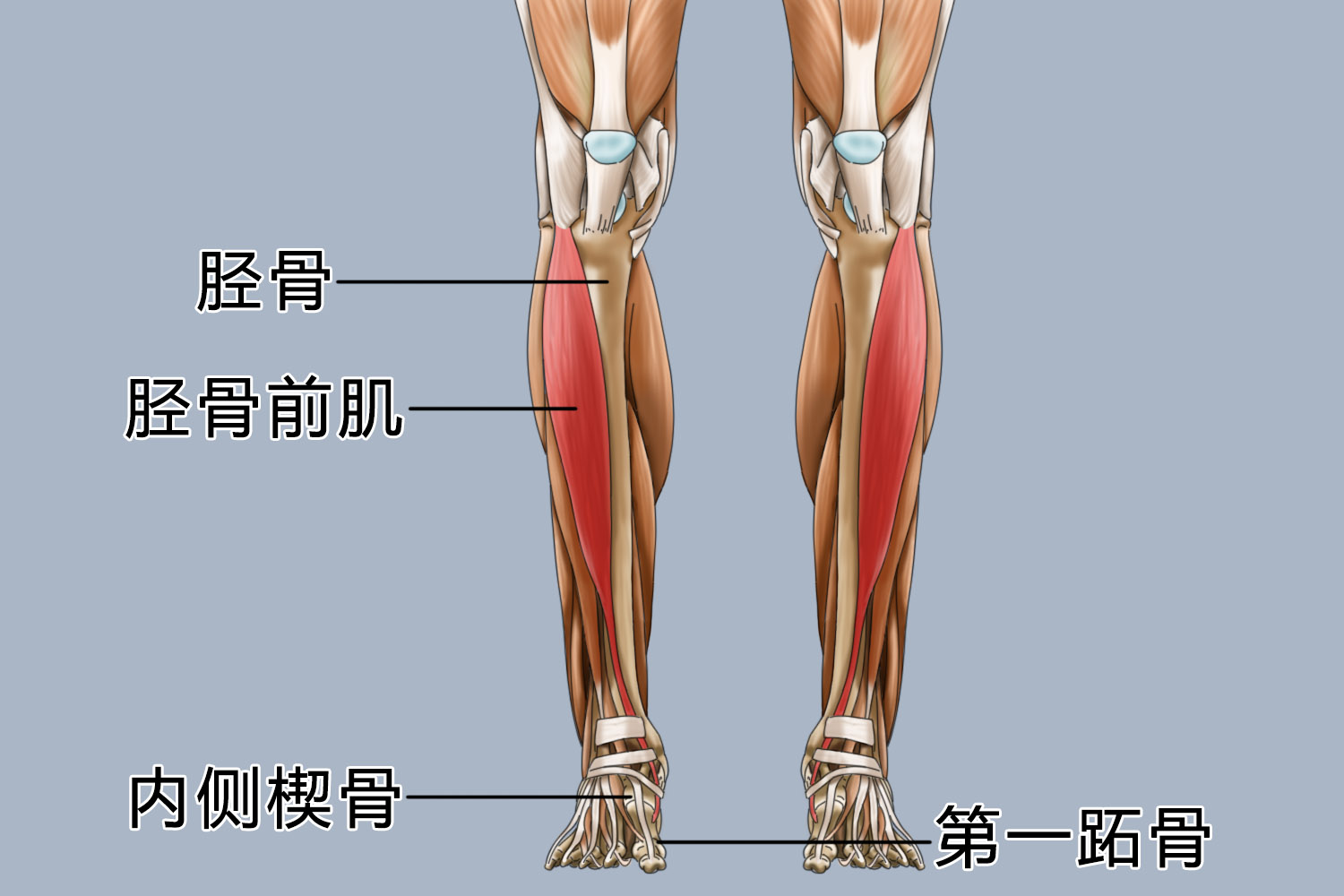 胫前肌图