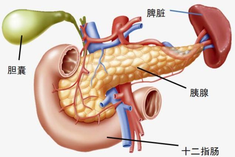 胰腺部位图