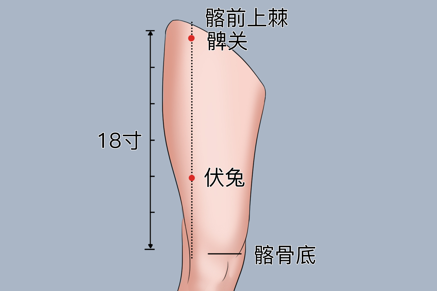 腿部放血的好处和位置图_有来医生