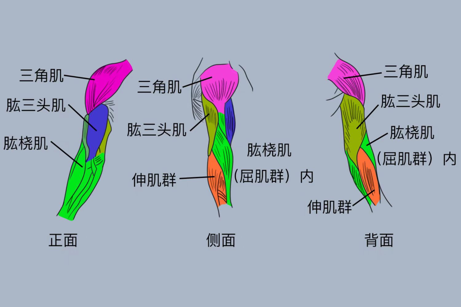 胳膊肌肉示意图