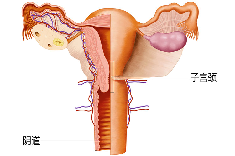 十二三岁小孩阴道图 十二三岁小孩阴道图