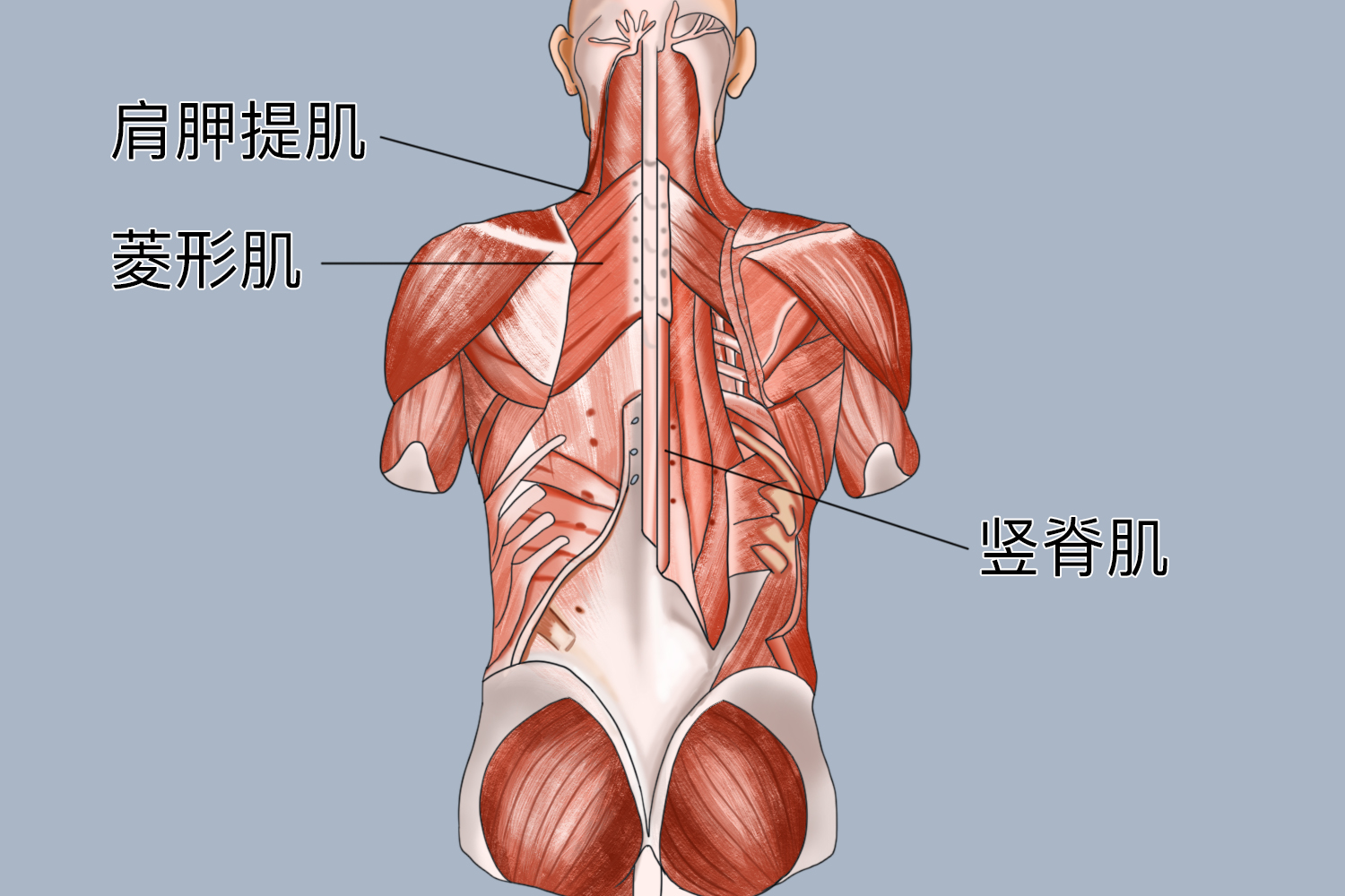 脊旁肌位置图 脊旁肌位置图