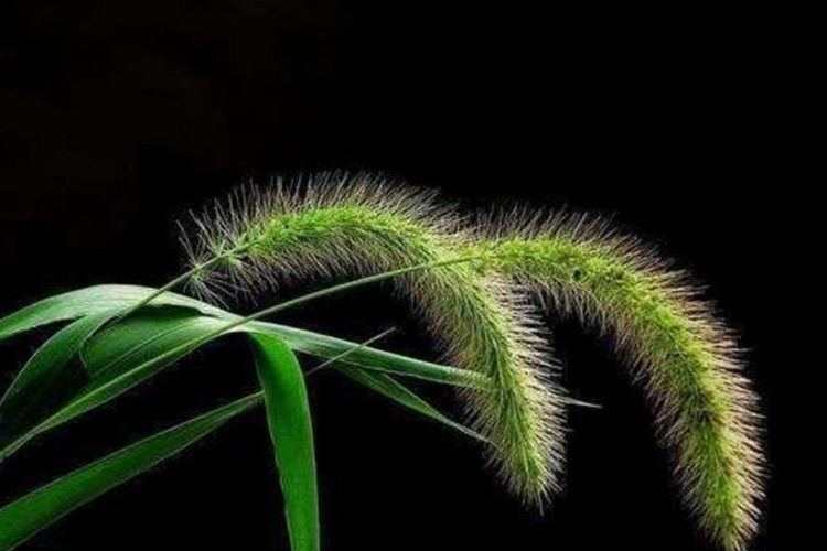 毛毛草植株图 毛毛草植株图