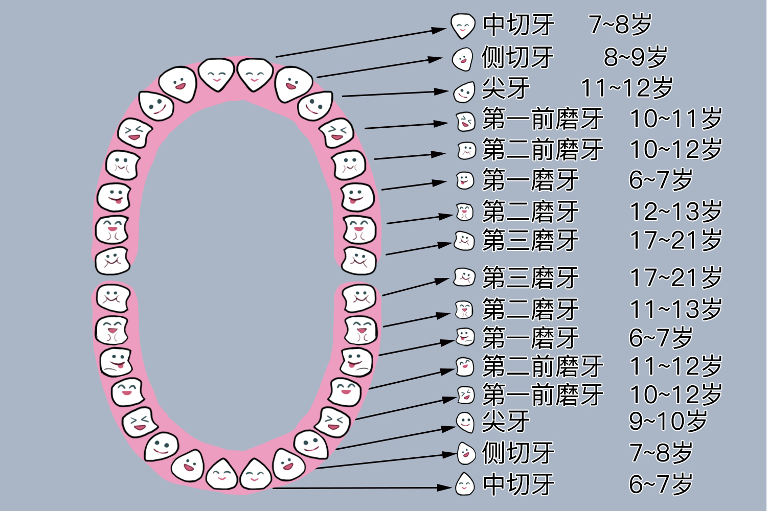 恒牙萌出顺序和时间图