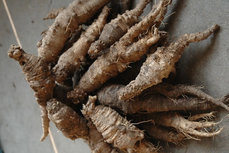 小人参图 小人参图