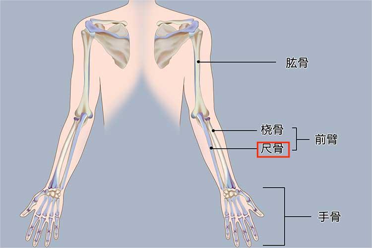 位置正常尺骨位于前臂内侧