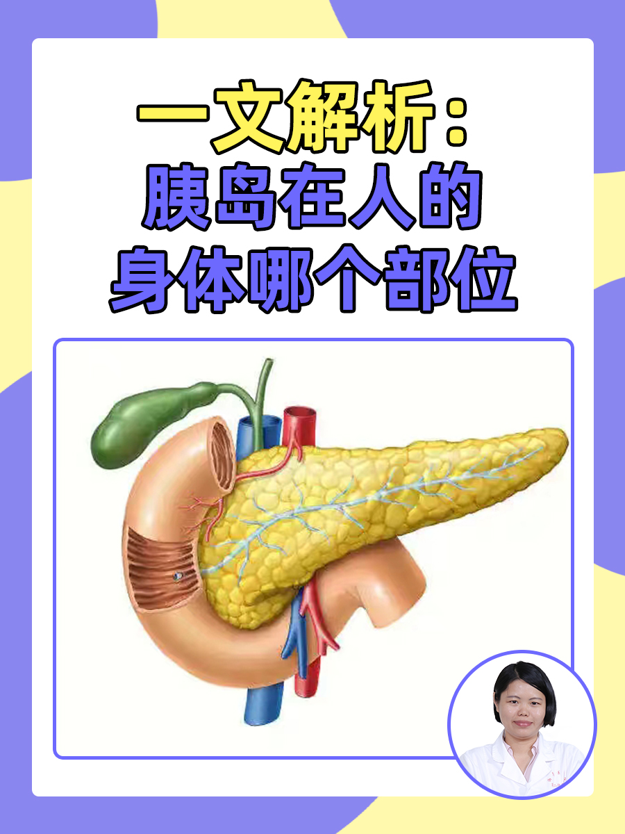 一文解析:胰岛在人的身体哪个部位