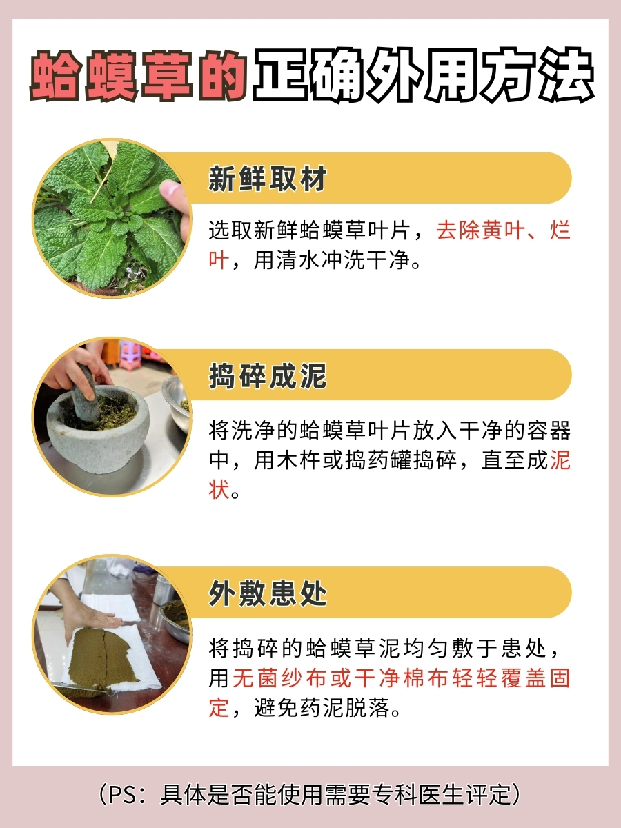 蛤蟆草是什么？田间「丑草」竟有这些功用！