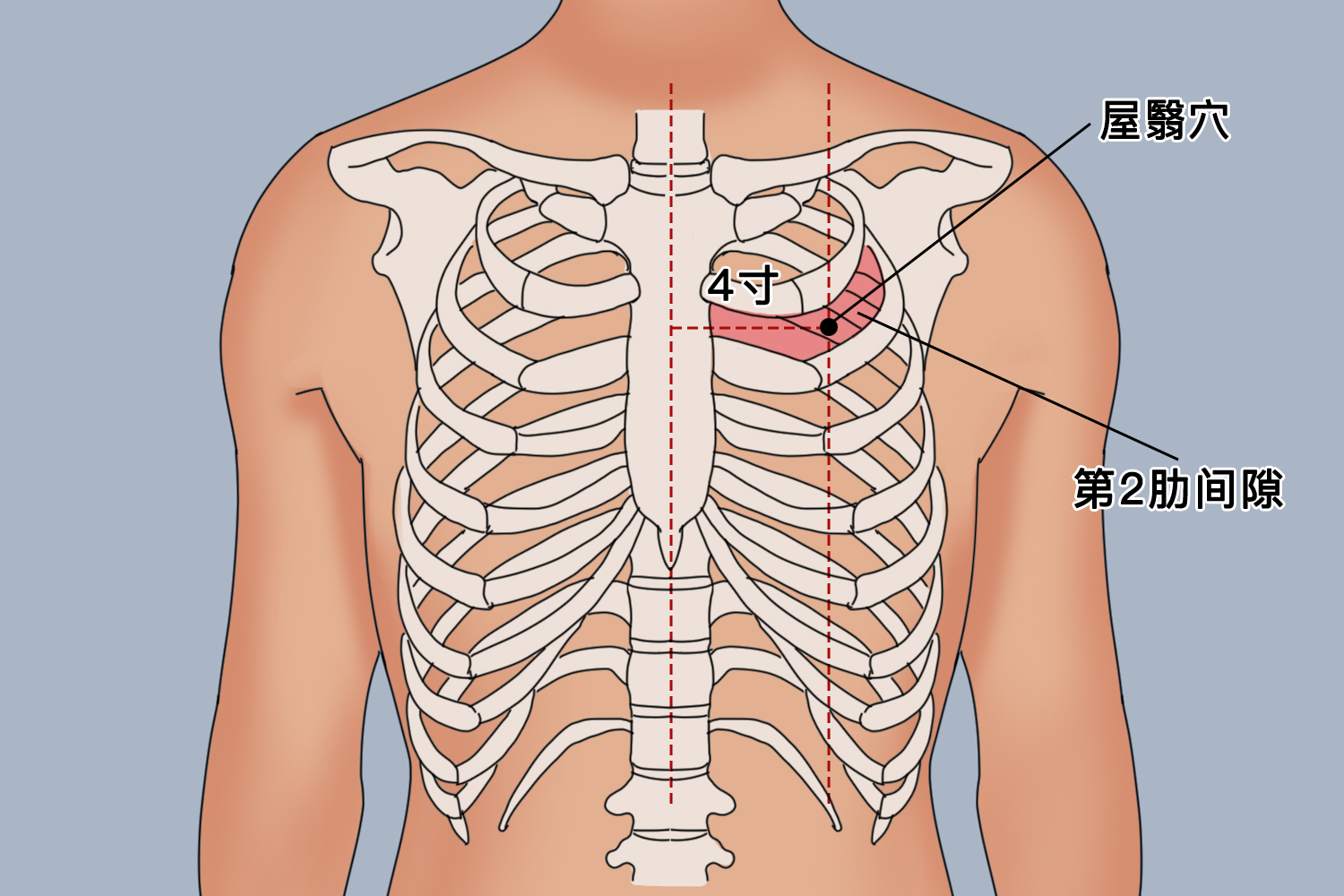 屋翳穴位置图 屋翳穴位置图