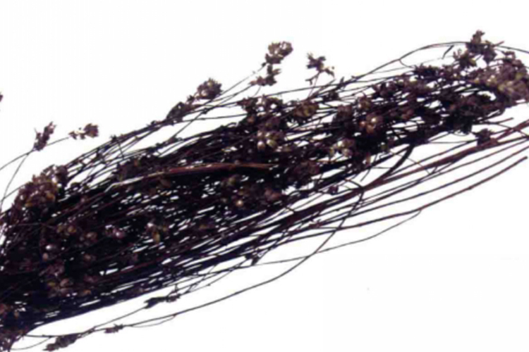 香薷晒干图 香薷晒干图