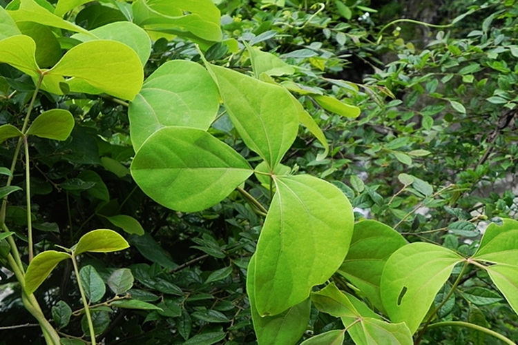 野生红藤植株图 野生红藤植株图