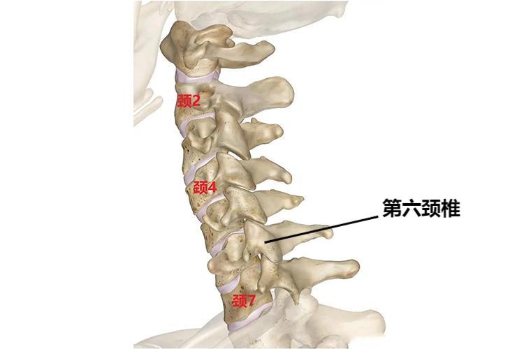 第六颈椎位置图