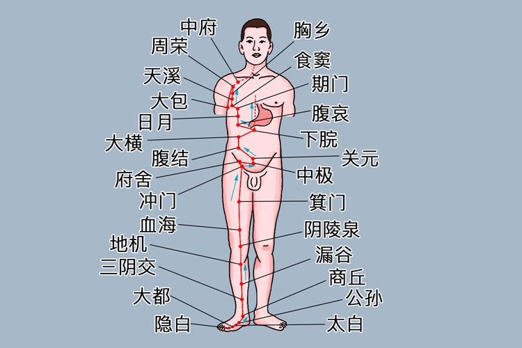 足太阴脾经位置图