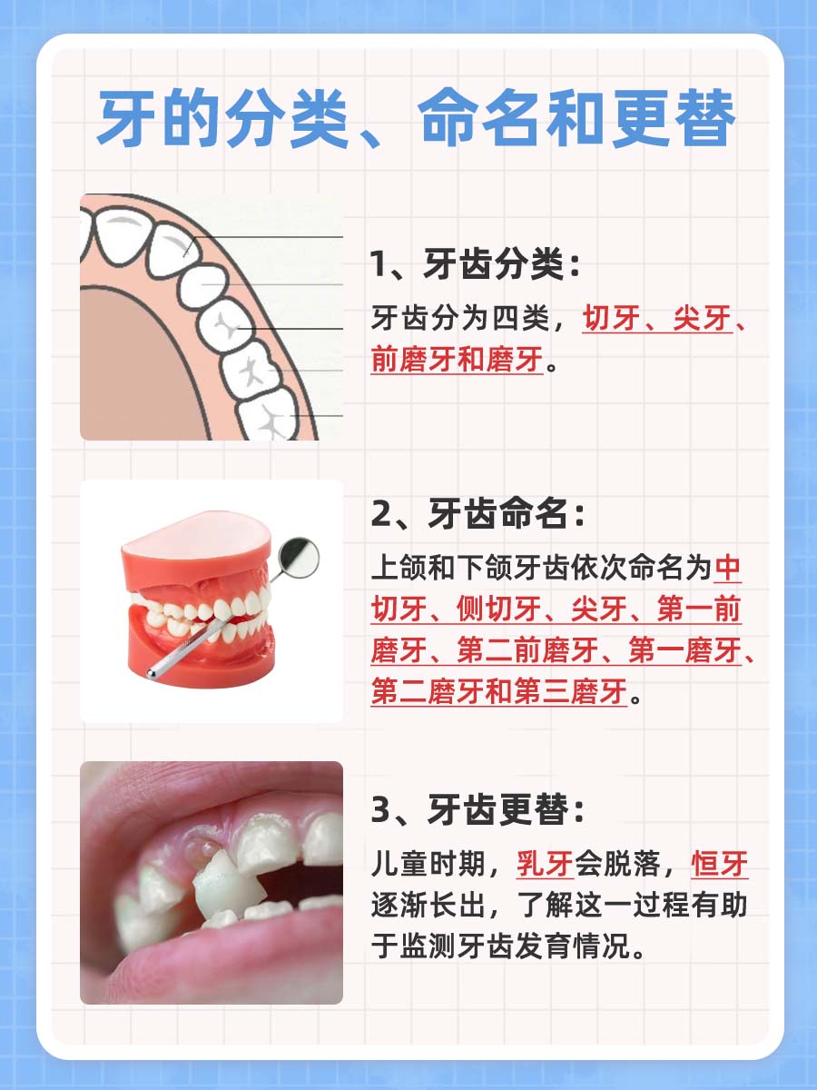 牙的位置和名称图片牙的位置和名称图片