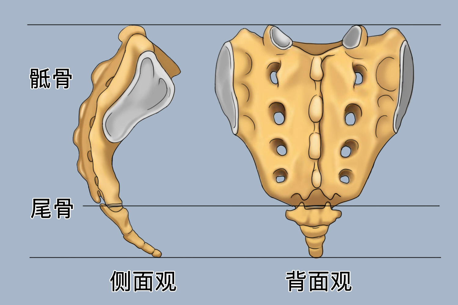 尾椎骨图片