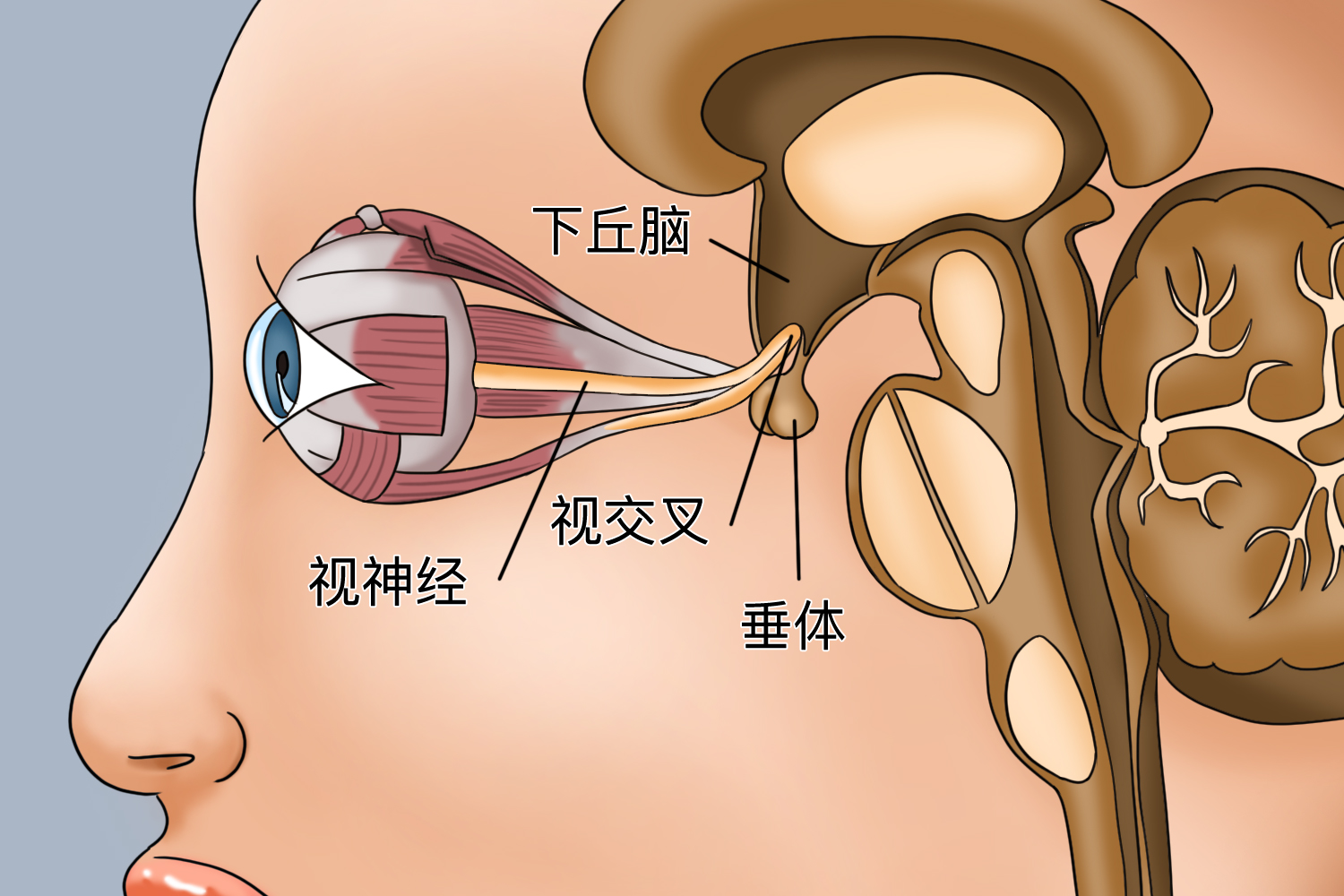 视神经解剖位置图 视神经解剖位置图