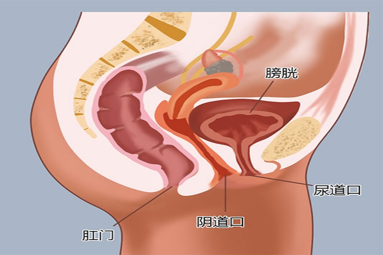 阴道口位置图