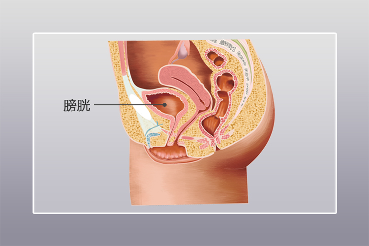 膀胱结构图