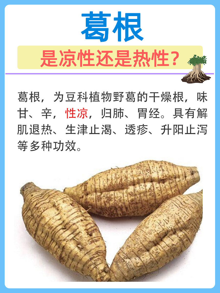 解析葛根属性：它是凉性还是热性？