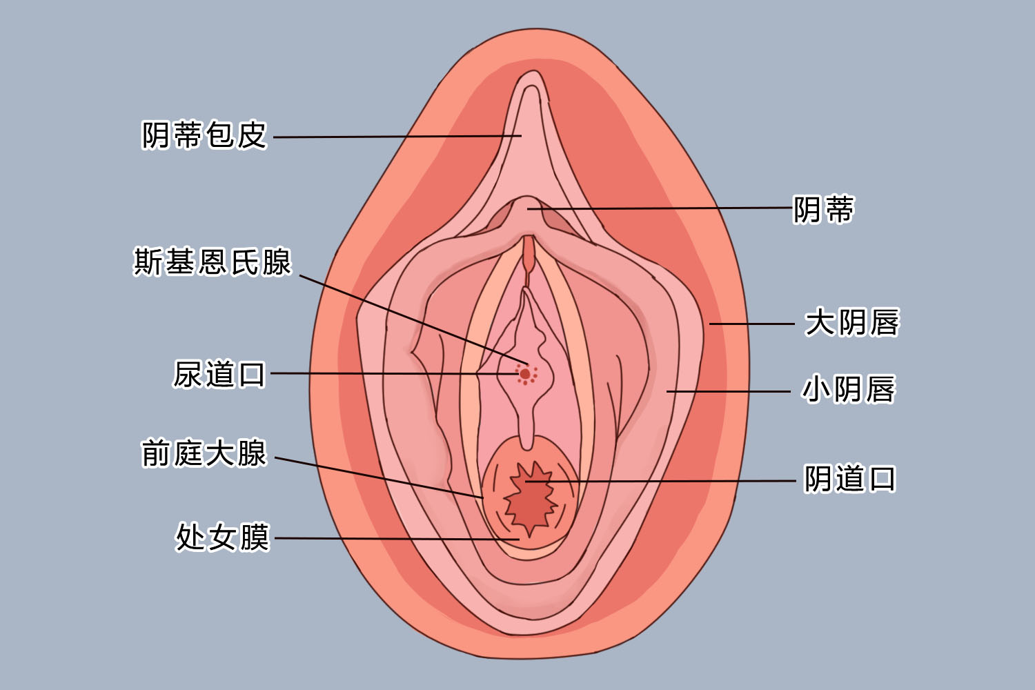 处女膜位置与结构