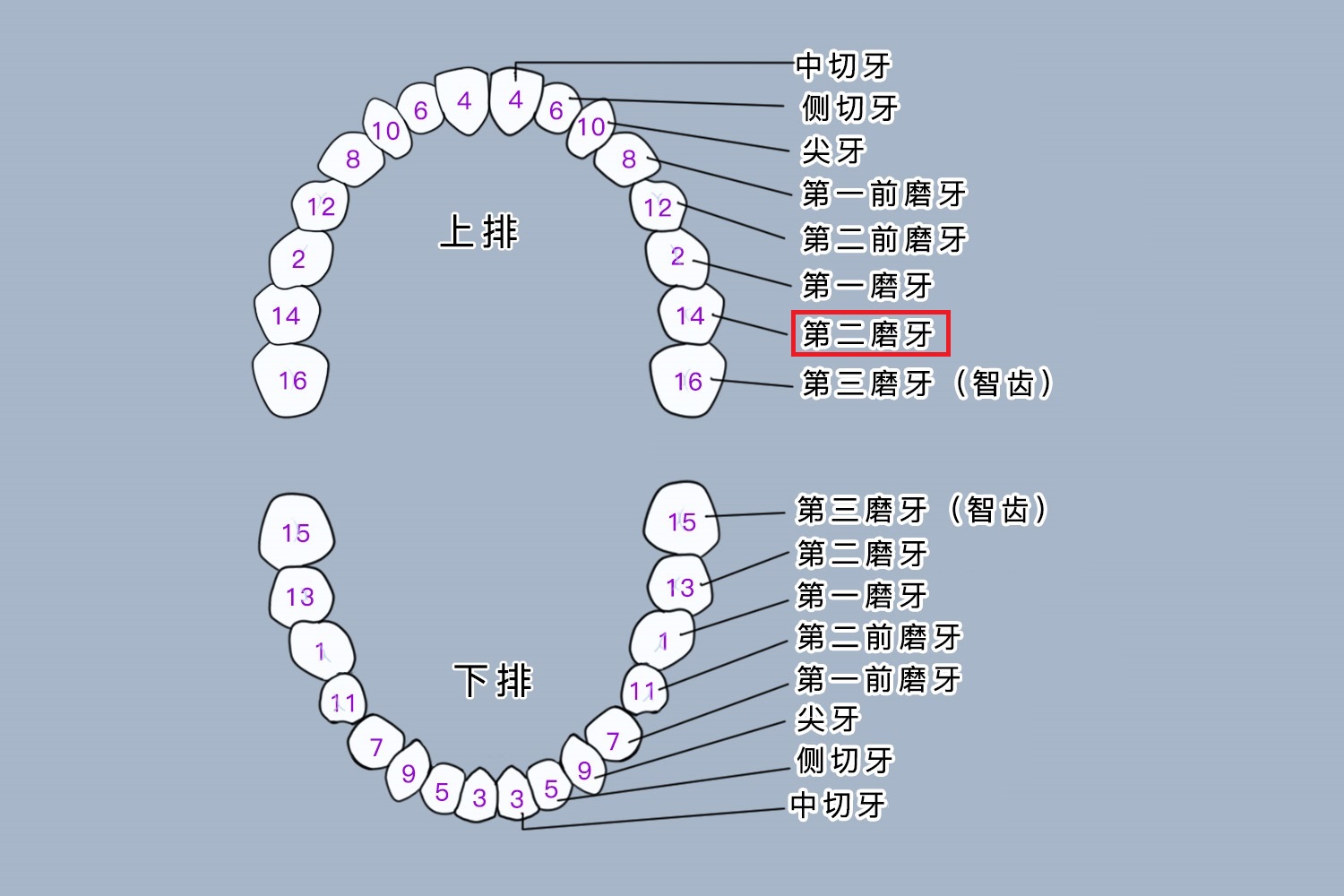 中切牙位置图片