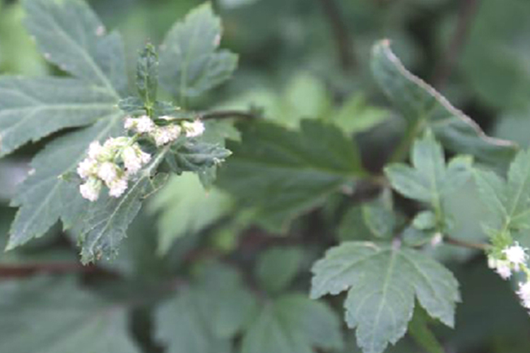 鸭脚艾草原植物图 鸭脚艾草原植物图