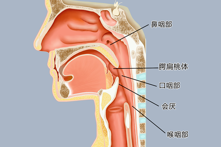 正常的咽部图片