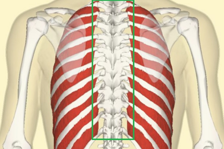 脊椎与肋骨连接图