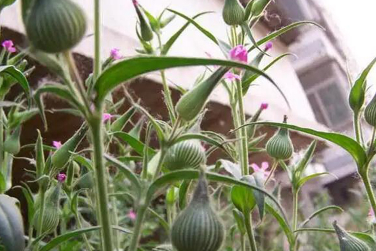 王不留行原植株外观图