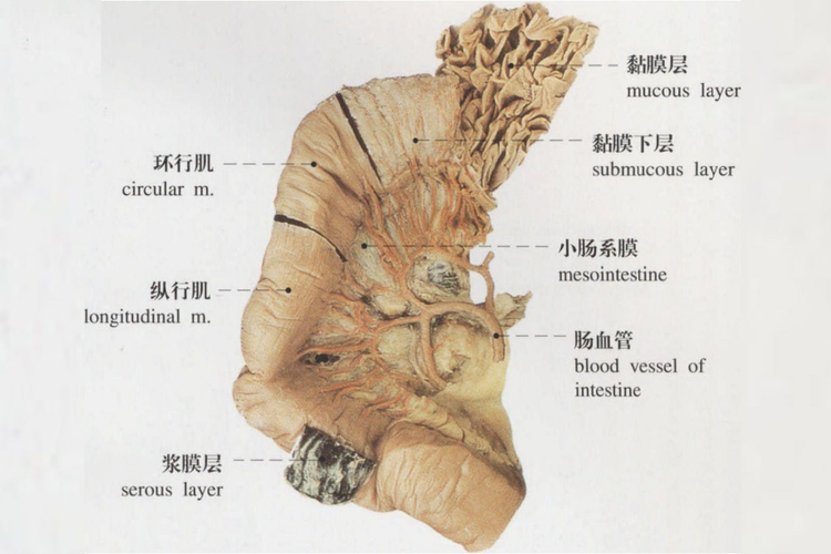 小肠壁分层结构图