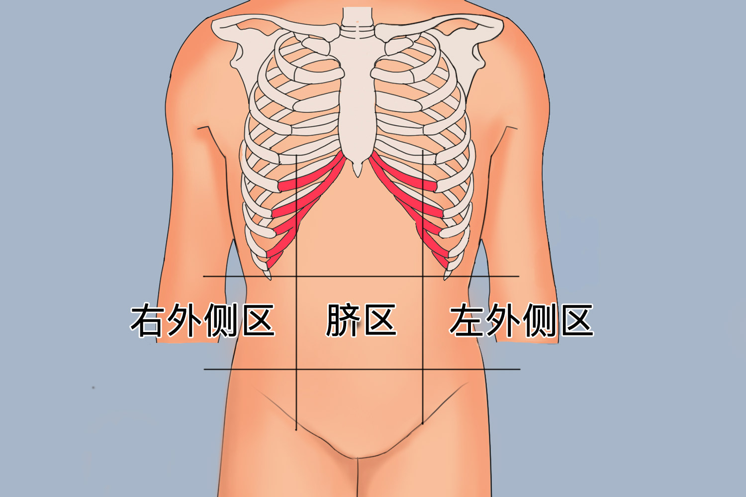 中腹部位置图 中腹部位置图