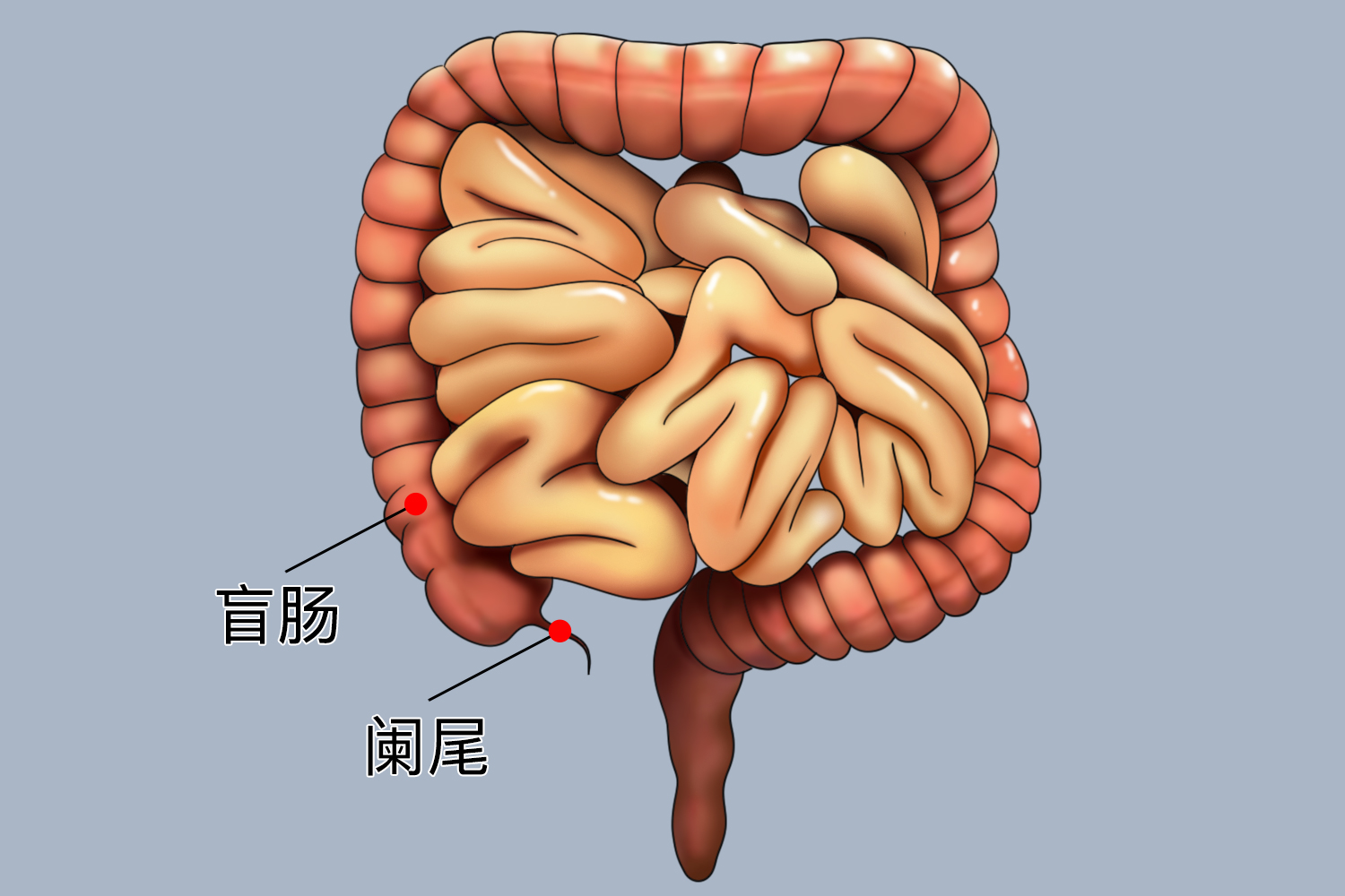 人体阑尾位置图图片