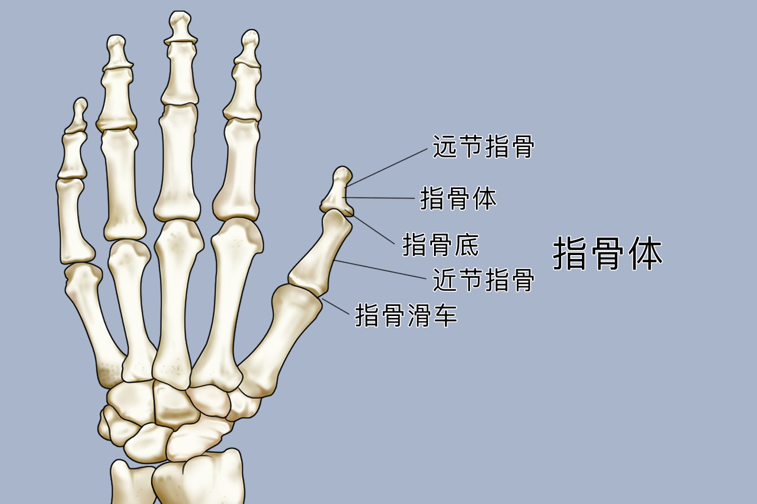 手部的骨骼结构图名称图片