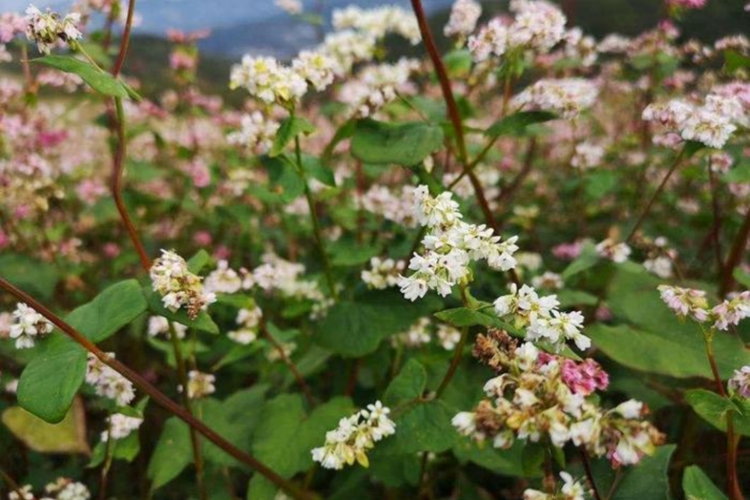 金荞麦植株图 金荞麦植株图