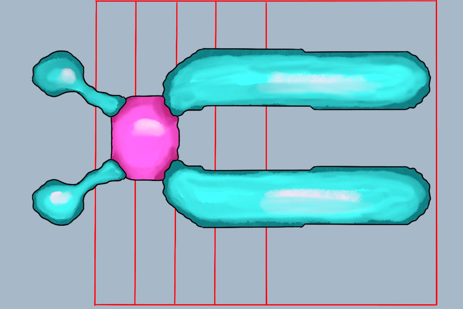 近端着丝粒染色体图