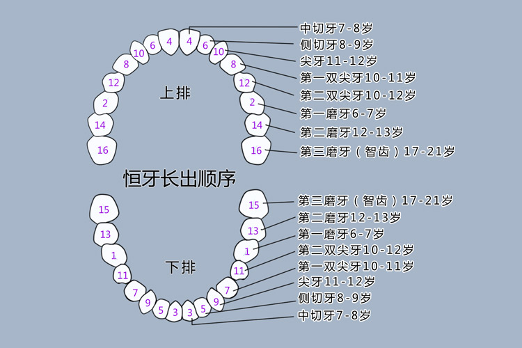 儿童出牙顺序图