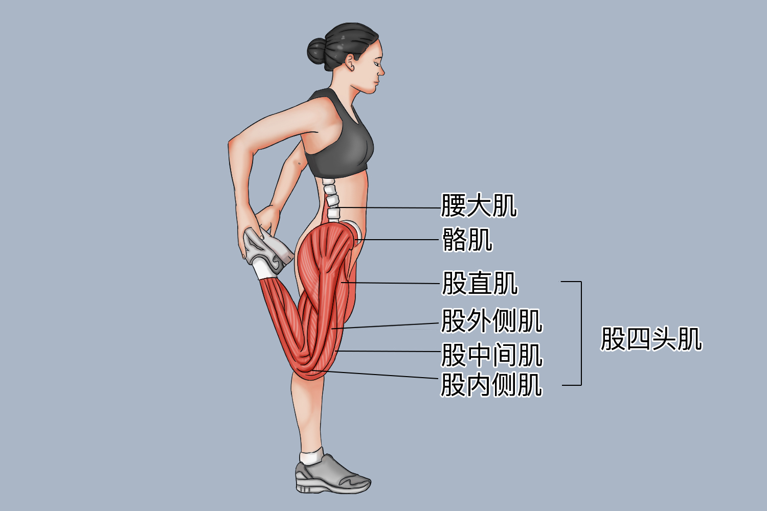 股外侧肌拉伸图