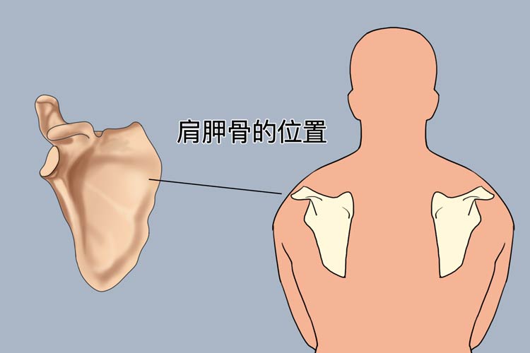 肩胛骨位置图