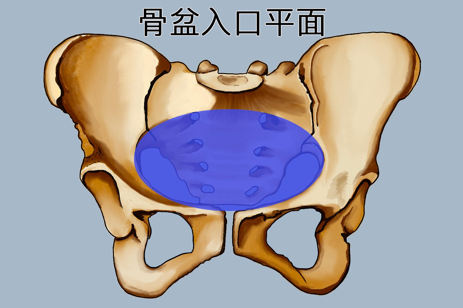 骨盆入口右斜径示意图图片