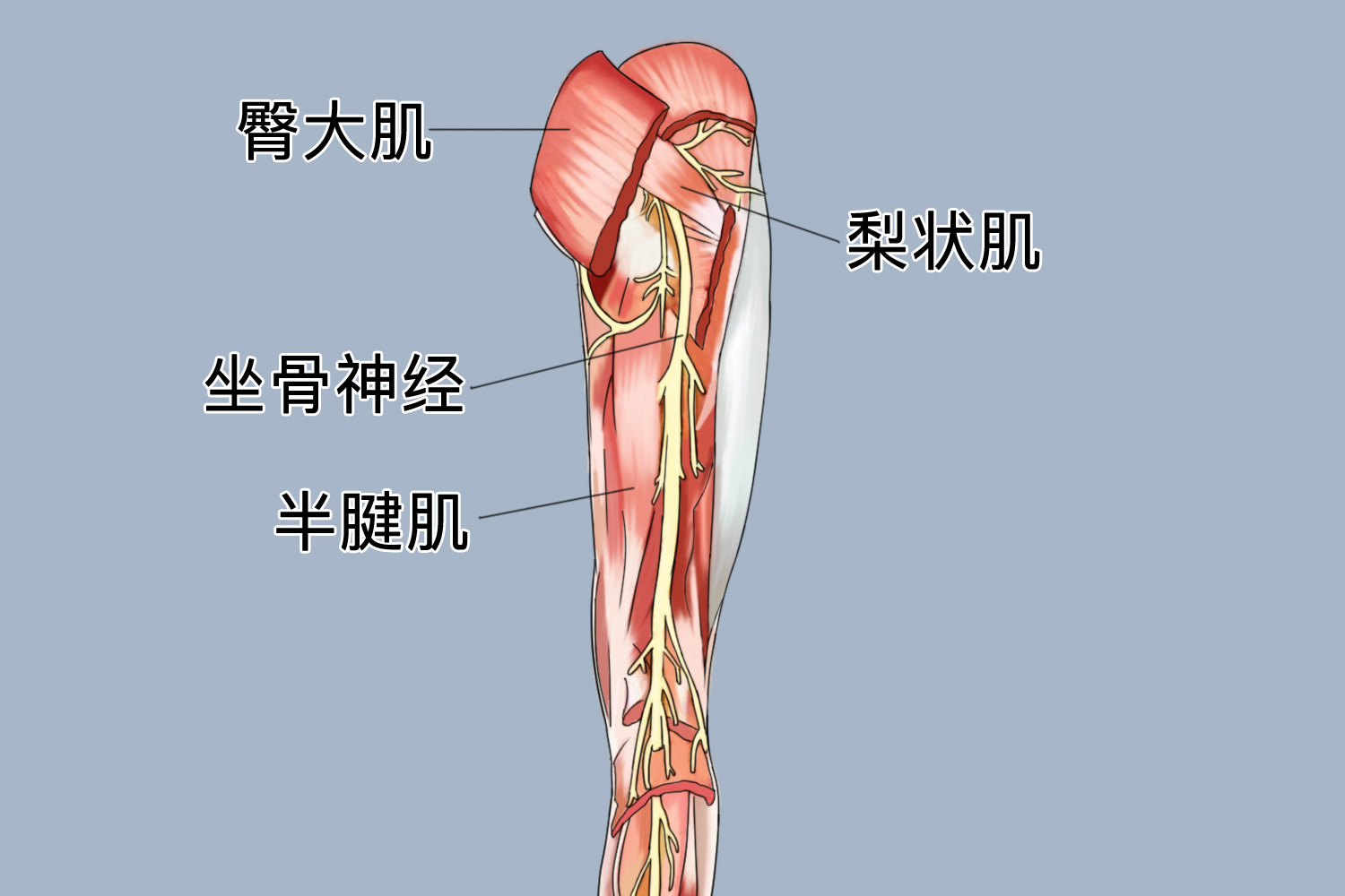 坐骨神经位置图