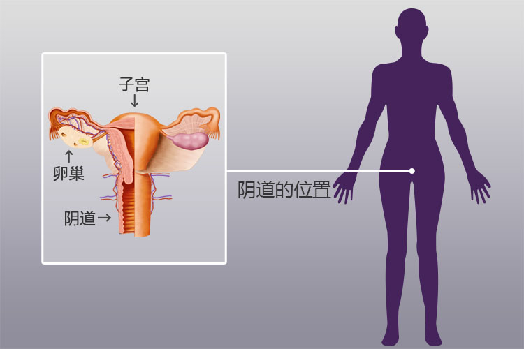 阴道的位置图