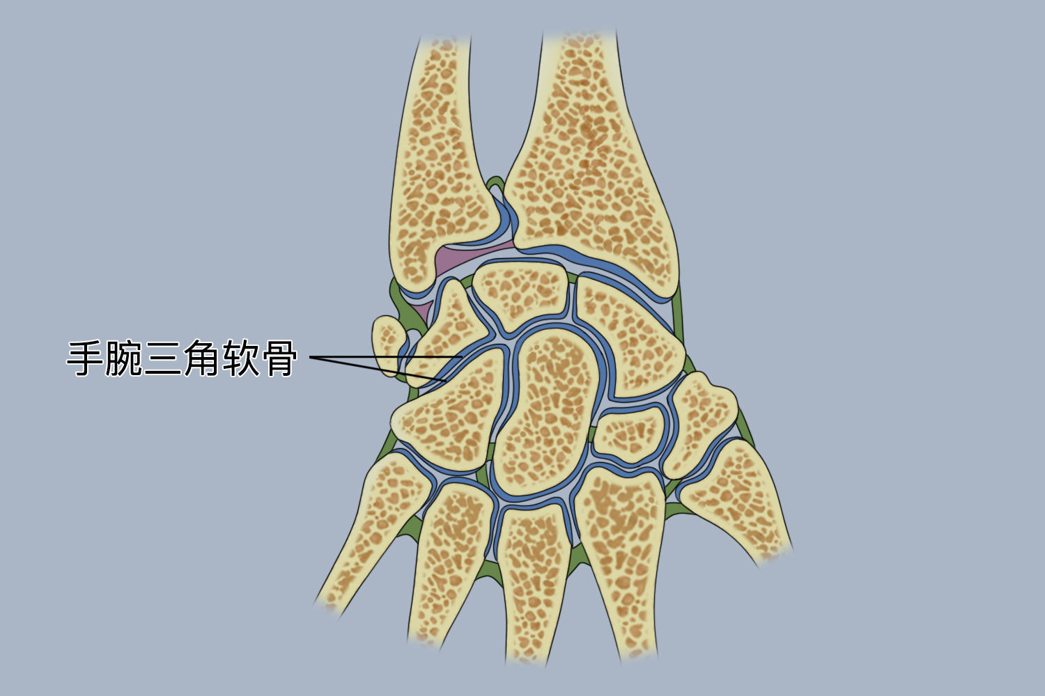 手腕三角软骨位置图 手腕三角软骨位置图