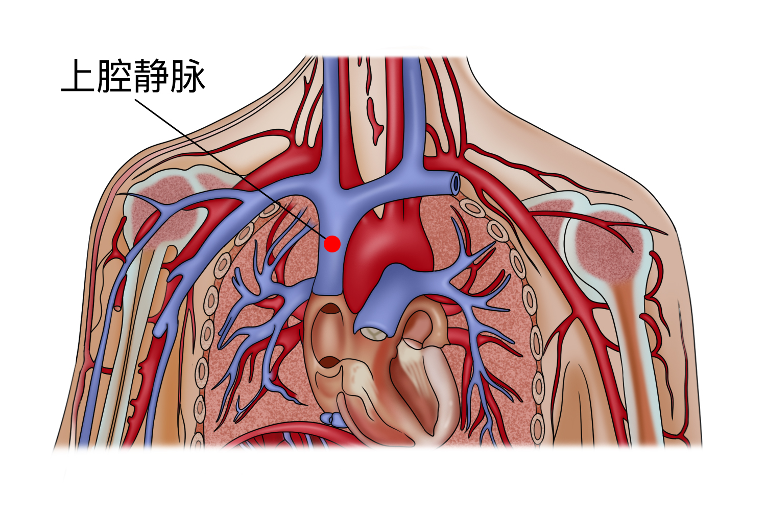 肺脏血管解剖图片